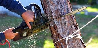 Best Tree Cabling and Bracing  in Chester Center, CT