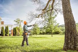 Best Fruit Tree Pruning  in Chester Center, CT