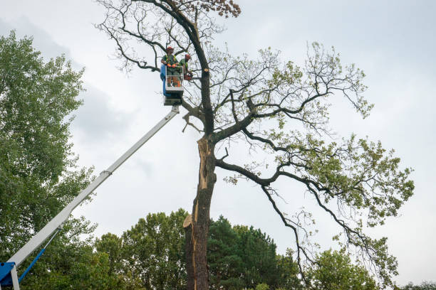 Why Choose Our Tree Removal Services in Chester Center, CT?