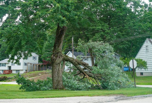 Chester Center, CT  Tree Services Company