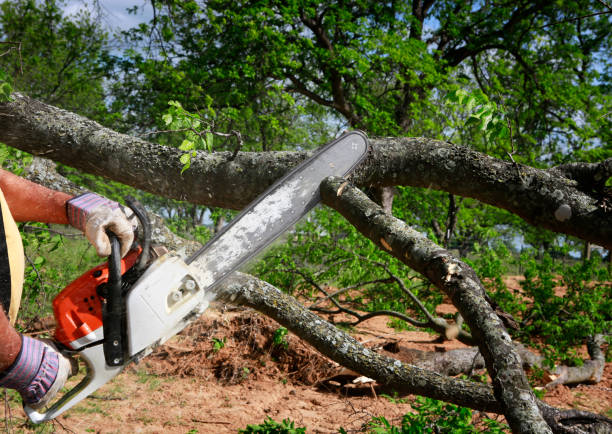 Best Storm Damage Tree Cleanup  in Chester Center, CT